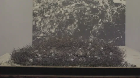 Auschwitz Museum Glasses Stock Footage 32345334