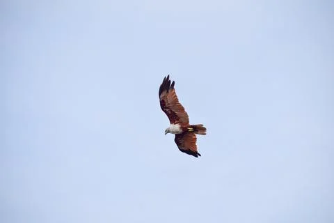 The auspicious eagle in flight. Stock Photos