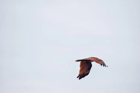 The auspicious eagle in flight. Stock Photos