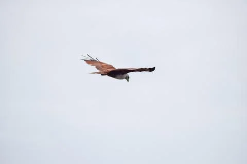 The auspicious eagle in flight. Stock Photos