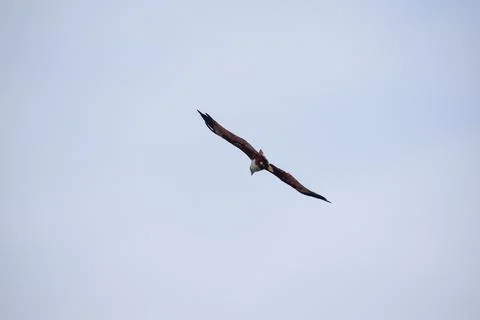 The auspicious eagle in flight. Stock Photos