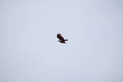 The auspicious eagle in flight. Stock Photos