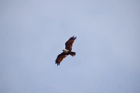The auspicious eagle in flight. Stock Photos
