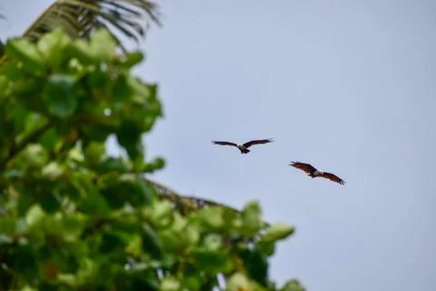 The auspicious eagle in flight. Stock Photos
