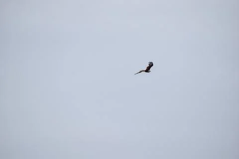 The auspicious eagle in flight. Stock Photos