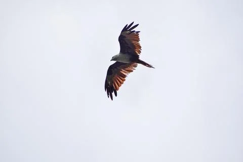 The auspicious eagle in flight. Stock Photos