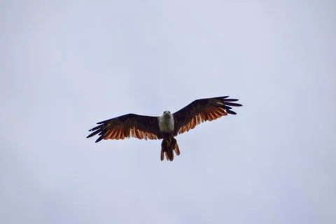The auspicious eagle in flight. Stock Photos