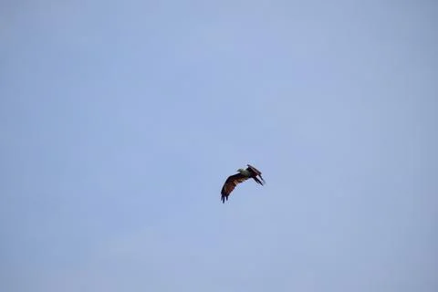 The auspicious eagle in flight. Stock Photos