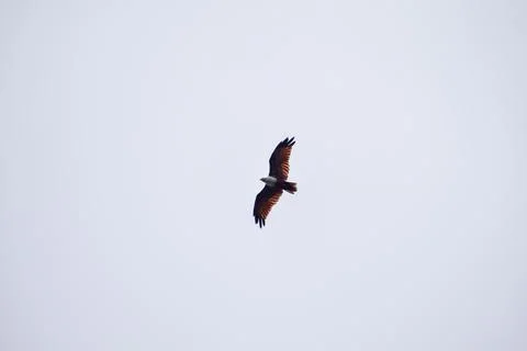 The auspicious eagle in flight. Stock Photos