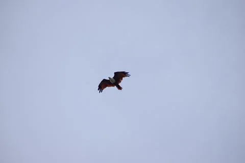 The auspicious eagle in flight. Stock Photos
