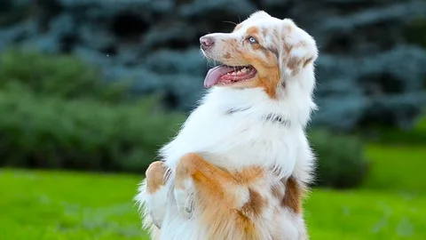 Aussie dog close up portrait Stock Footage 90086194