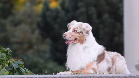 Aussie dog is laying on stairs Stock Footage 90337328
