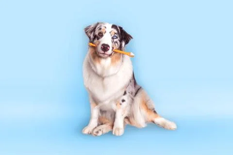Aussie dog with multi-colored eyes holds a orange toothbrush in mouth. Oral.. Stock Photos