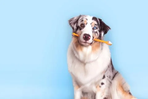 Aussie dog with multi colored eyes marble color holds a orange toothbrush i.. Stock Photos