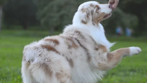 Aussie the dog in the park Stock Footage 90985865