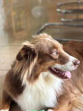 Aussie Dog Relaxing Stock Photos