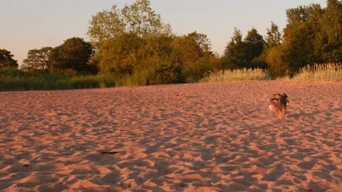 An Aussie dog runs fast and jumps for a frisbee and successfully catches it on Stock Footage 205003219