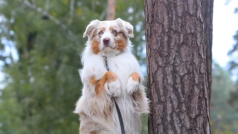 Aussie dog showing tricks Stock Footage 98532501