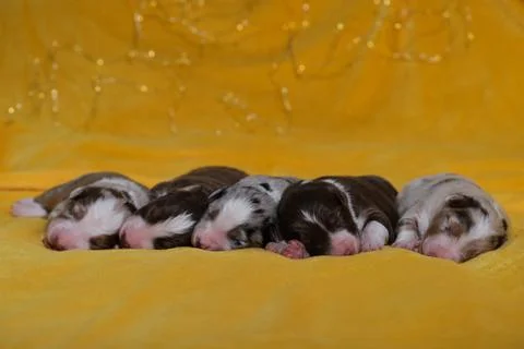 Aussie five children are lying together and sleeping. Litter of newborn adora Stock Photos