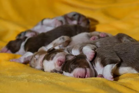 Aussie five children are lying together and sleeping, side view. Puppies of c Stock Photos