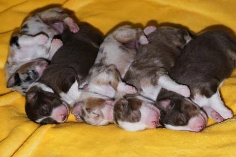Aussie five children are lying together and sleeping, side view. Puppies of c Stock Photos