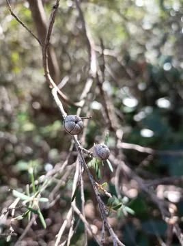 Aussie flora Stock Photos