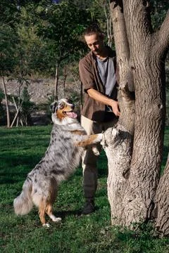 Aussie follows the command puts paws on tree. Dog training, obedience Stock Photos