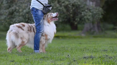 Aussie is learning tricks Stock Footage 67751533