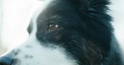 Aussie Portrait with Sun Flares: Close-up Looking Left and Right Stock Footage 332841625