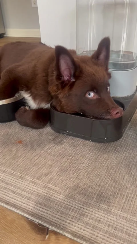 Aussie Pup Resting in Water Bowl, Omaha, Nebraska, USA - 04 Aug 2026 스톡 동영상 342997658