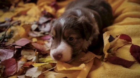 Aussie puppy is resting on bed. Stock Footage 163883427