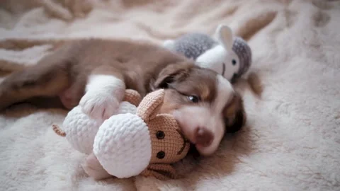 Aussie puppy sharpens his teeth and nibbles toys. Shepherd kennel. Video stock 163882946