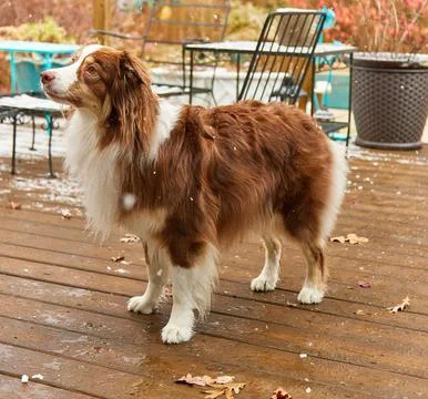 Aussie ready to play Foto stock