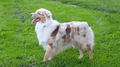 Aussie shows obedience Stock Footage 91569338