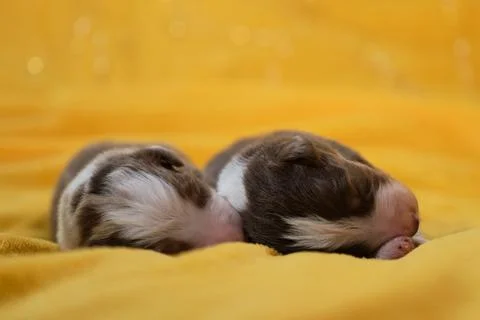 Aussie two children are lying together and sleeping. Litter of newborn adorab Stock Photos