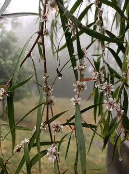 Aussie winter morning Stock Photos