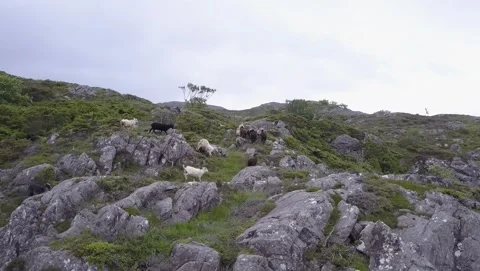 Austevoll and Hotvik 2017 Stock Footage 201534330