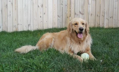 Austin with ball Foto stock