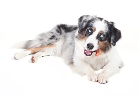 Austrailian shepherd with bone Photos