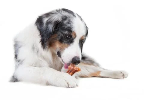 Austrailian shepherd licking the bone Photos