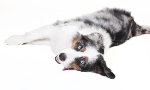 Austrailian shepherd lying Fotos de archivo