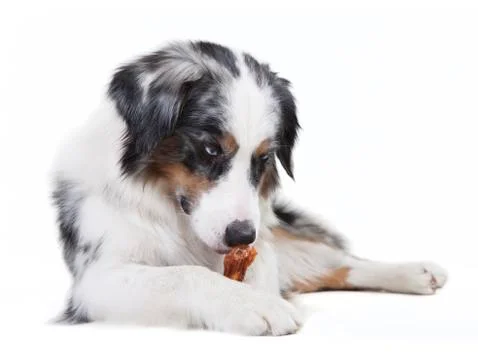 Austrailian shepherd Stock Photos