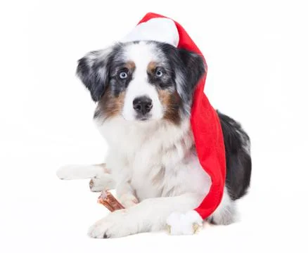 Austrailian shepherd stocking cap 写真素材