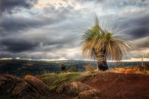 Austral Grass tree at sunset on the Zig Zag Road, Kalamunda, Western Australia, 스톡 사진