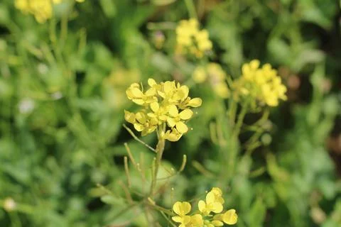 Austral wall rocket, Diplotaxis australe, Diplotaxis australis, Brassicaceae Stock Photos