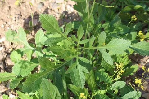 Austral wall rocket, Diplotaxis australe, Diplotaxis australis, Brassicaceae Stock Photos