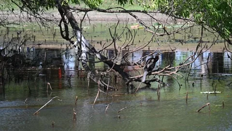 Australasian Darter Bird Stock Footage 250222329
