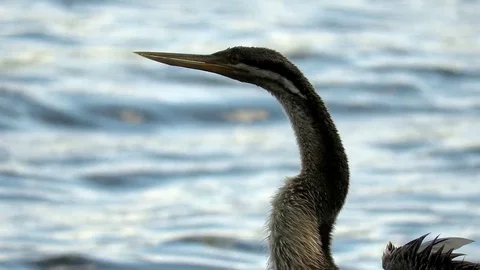 Australasian Darter, pan from wings drying in the wind to it's head. Видео 83284718