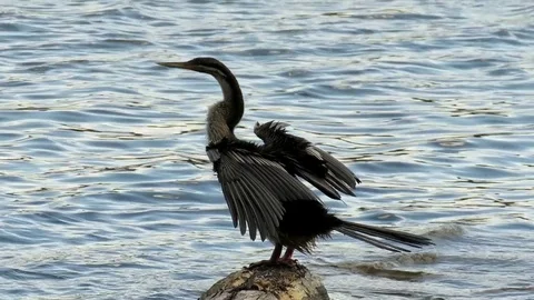 Australasian Darter stands on a log drying it's feathers in the wind. Vídeo Stock 83283716