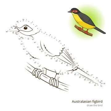 Australasian figbird bird learn to draw vector Stock Illustration